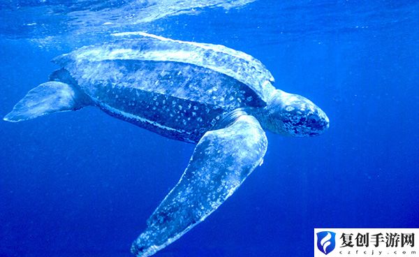 神奇海洋9月27日答案一览 灵活调整战斗节奏保持最佳状态