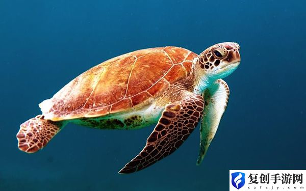 神奇海洋9.5答案 深入研究游戏内的技能组合