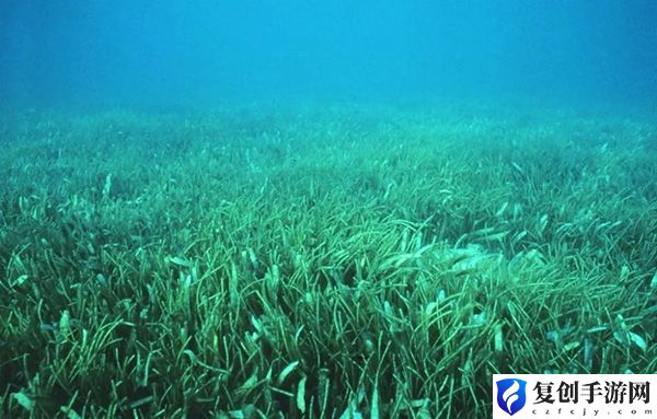 神奇海洋9.12日答案一览 游戏问题与故障解决方案
